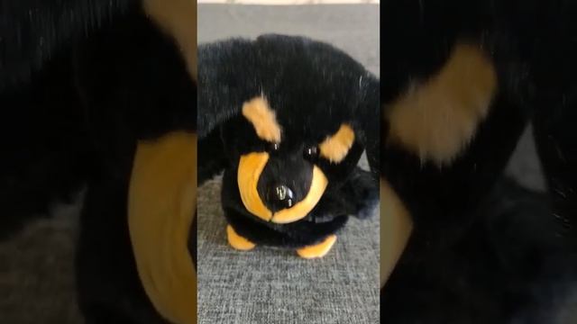 Купили прикольную игрушку - повторюшку! Немного юмора! Shorts