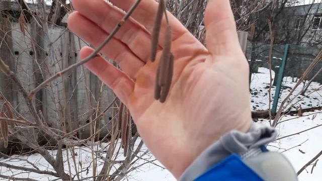 Сверхнизкие температуры и состояние фундука, после них.. смотреть онлайн