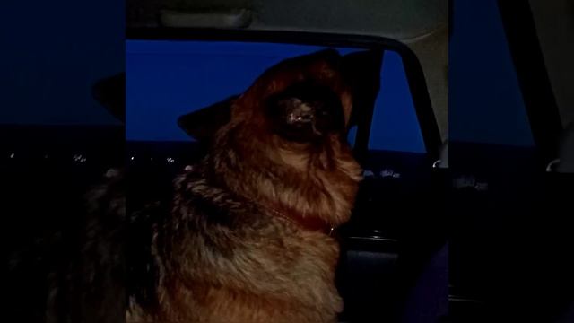 Собака обиделась смотреть онлайн