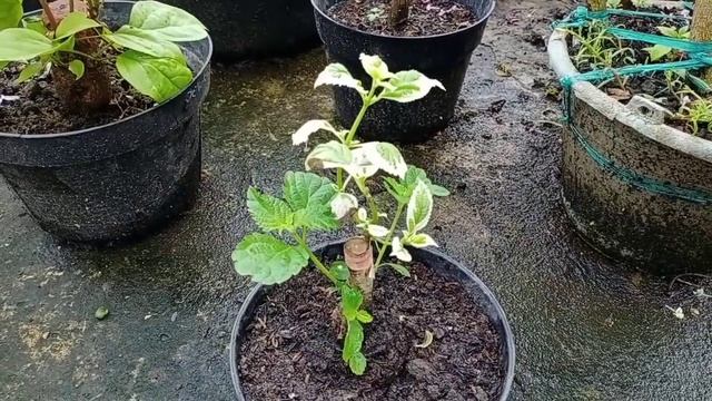 PROSES MERAWAT TANAM PUPUK SIRAM PRUNING PADA LANTANA VARIGATA смотреть онлайн