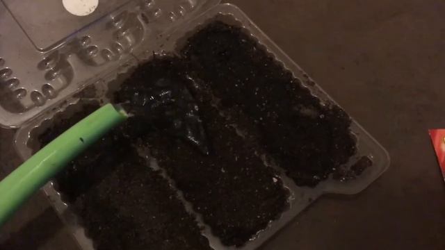 Начало марта . Посев сладкого перца . смотреть онлайн