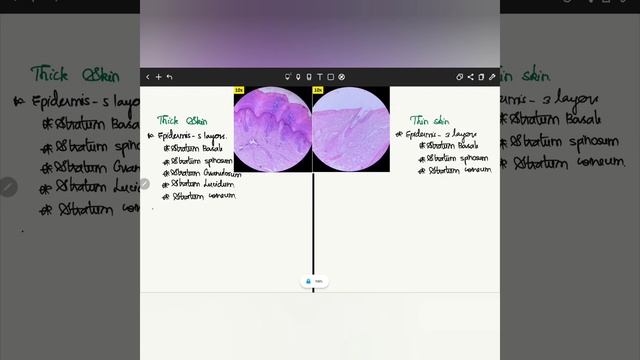 HISTOLOGY-THICK SKIN &THIN SKIN #GENERALHISTOLOGY #MBBS #yugandhilectures смотреть онлайн