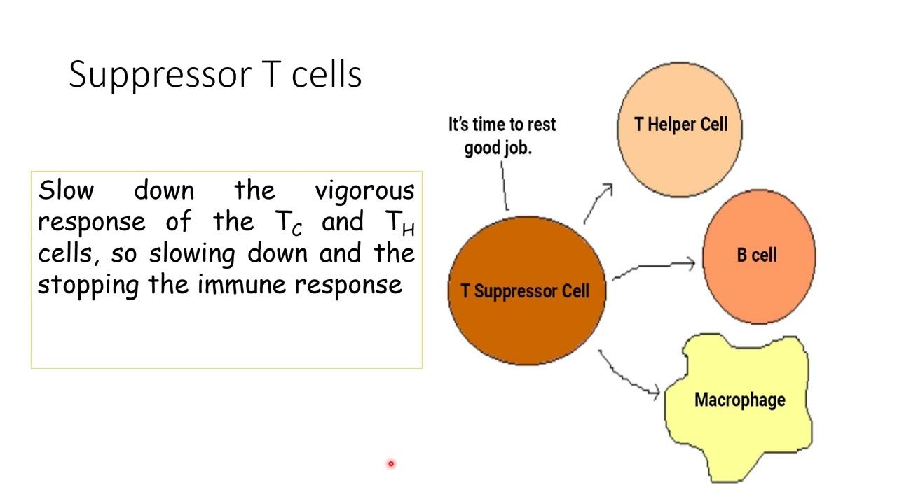 Cell Mediated Immunity смотреть онлайн