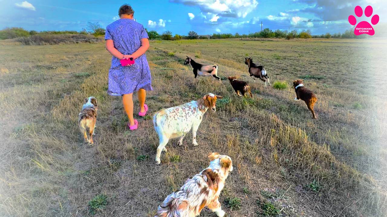 Чем обернулась неожиданная встреча наших собак с козами? Микки вернулся домой! Пастушьи собаки! смотреть онлайн