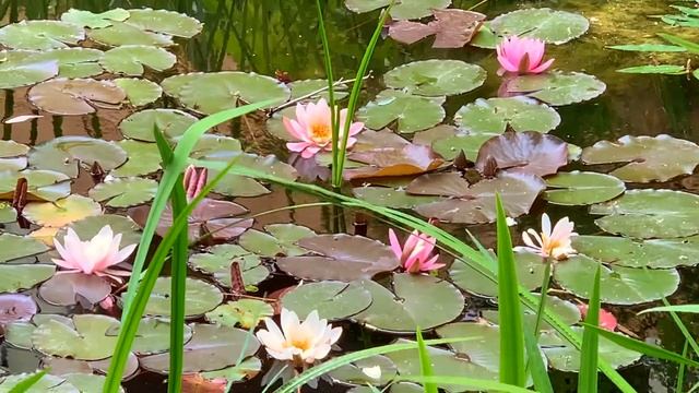 Mai 2020. Seerosen im Park des GDA Hannover. Bleibt gesund! смотреть онлайн