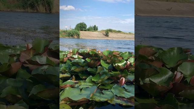 Кувшинки на одном из озёр Кавказских Минеральных Вод смотреть онлайн
