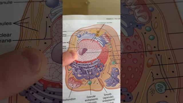 Physiology quiz #24 - cell structures | StudyThis! смотреть онлайн