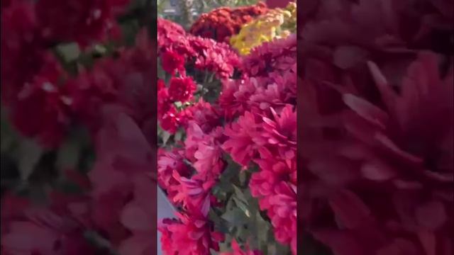 Хризантемы из Алушты 💖💖💖 смотреть онлайн