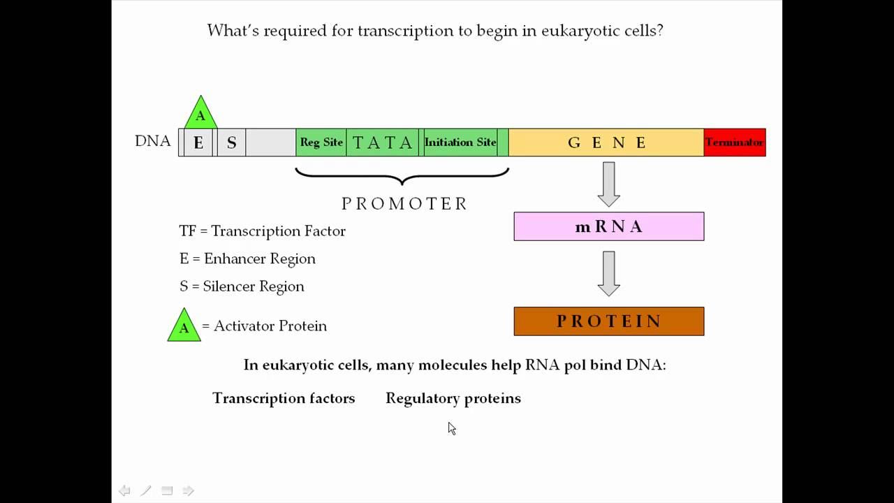 Protein Synthesis Pt 3 (Transcription) смотреть онлайн
