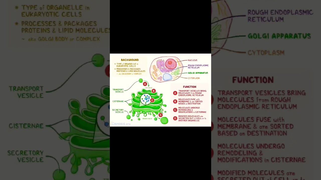 Golgi Apparatus गॉल्जीकाय -structure-functions/#india /#upsc #@E-gyaanwala смотреть онлайн