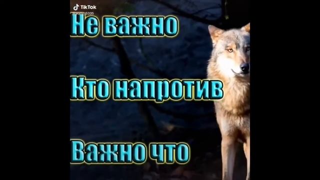 ЦИТАТЫ ВОЛКА ИЗ ТИКТОКА | ПОДБОРКА ЦИТАТ ВОЛКА #1 смотреть онлайн