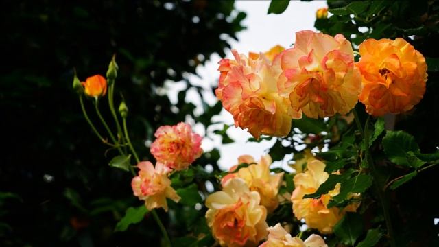 2023 群馬　Andy & Williams Botanic Garden　薔薇が美しく咲いています !! смотреть онлайн