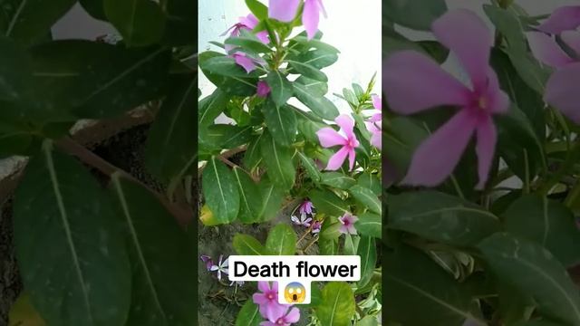 evergreen | in Europe folklore it is known as "Flower of death" due to its vine. смотреть онлайн