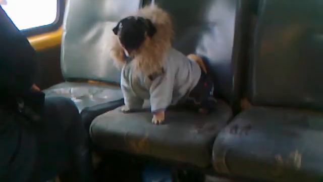 Почетный пассажир маршрутки смотреть онлайн