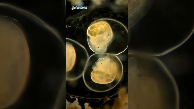 SNAIL EGGS ABOUT TO HATCH UNDER THE MICROSCOPE смотреть онлайн