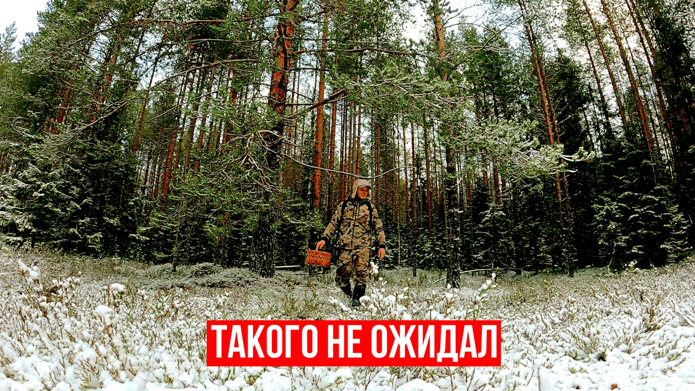 Грибник перешел болото, зашёл в лес, а там... Тихая охота в конце ноября. Ягоды и грибы 2024 смотреть онлайн