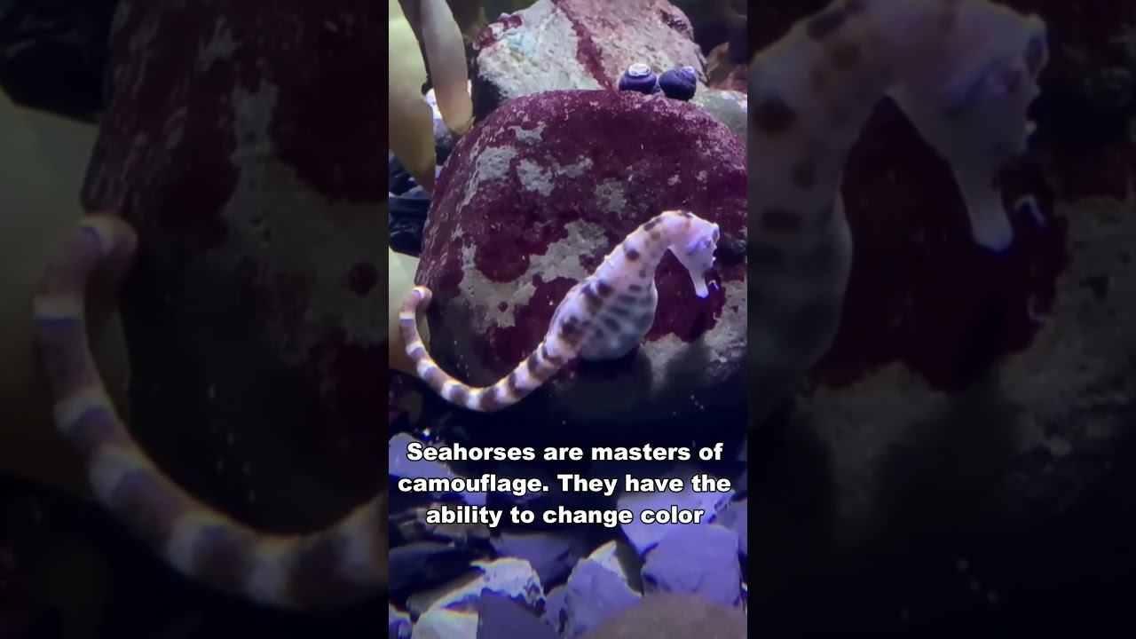 The Graceful Enigma: Seahorse Beneath the Waves смотреть онлайн