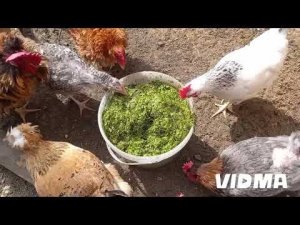 Ряска для курицы.  Очень старались,  но не поставили.