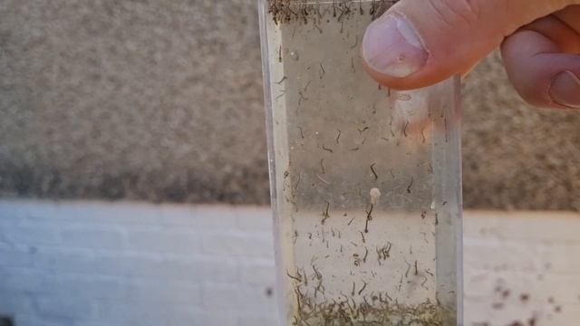 Feeding Mosquito Lavae To Fish смотреть онлайн