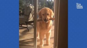 Смешные собаки :)