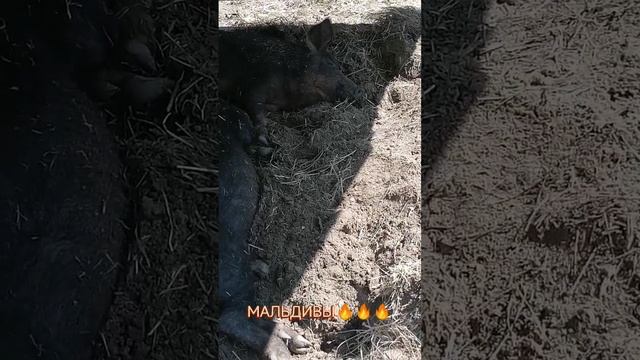 Мальдивы 🔥🔥🔥 смотреть онлайн