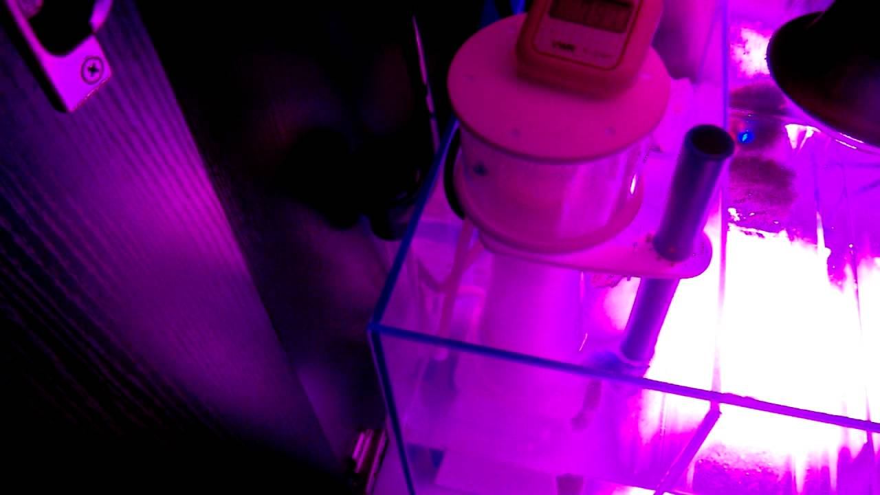 50 Gallon Cube Reef Aquarium Sump Update смотреть онлайн
