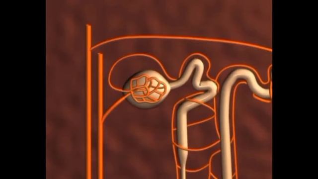 Зәр шығару жүйесі. Нефрон. смотреть онлайн