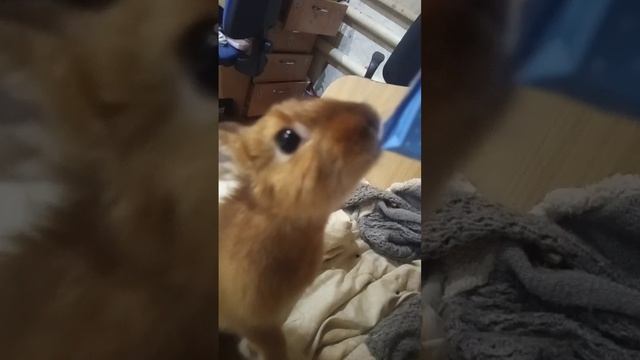 кролик пьёт молоко 🥛 смотреть онлайн