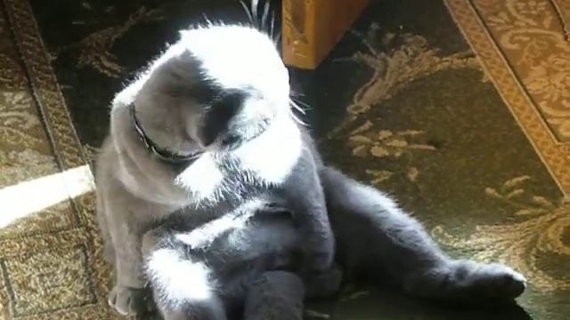 супер кот барик!!! смотреть онлайн