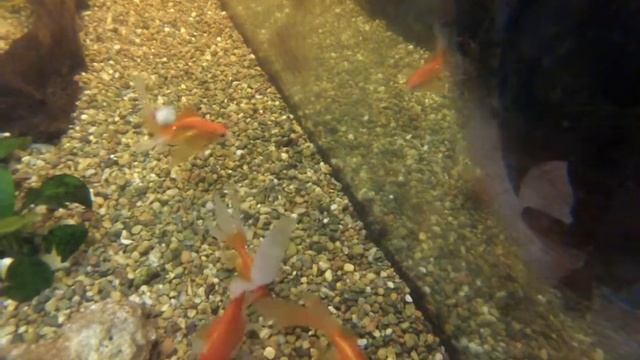 GoPro HERO 3 Silver Edition мой аквариум смотреть онлайн