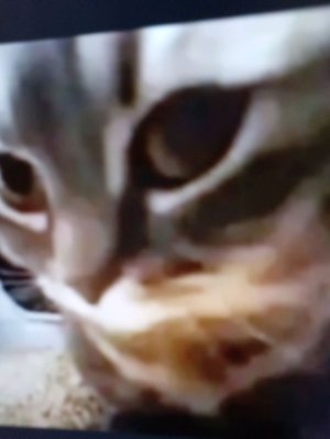 Чипи Чипи чапа чапа песня дискотека!!! 🤣🤣