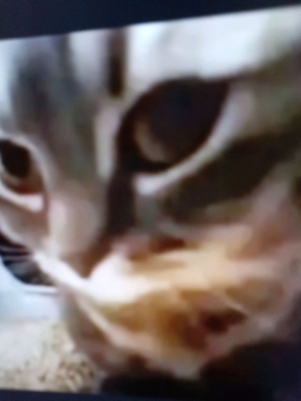 Чипи Чипи чапа чапа песня дискотека!!! 🤣🤣