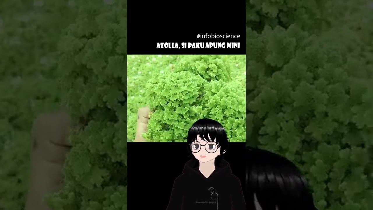 Azolla, Si paku apung - Infobioscience смотреть онлайн