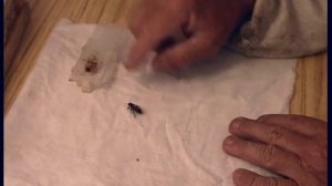 Как метить пчелиных маток? Пасека Малухи