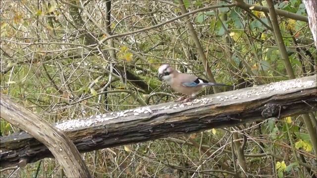Jay (Garrulus glandarius) смотреть онлайн