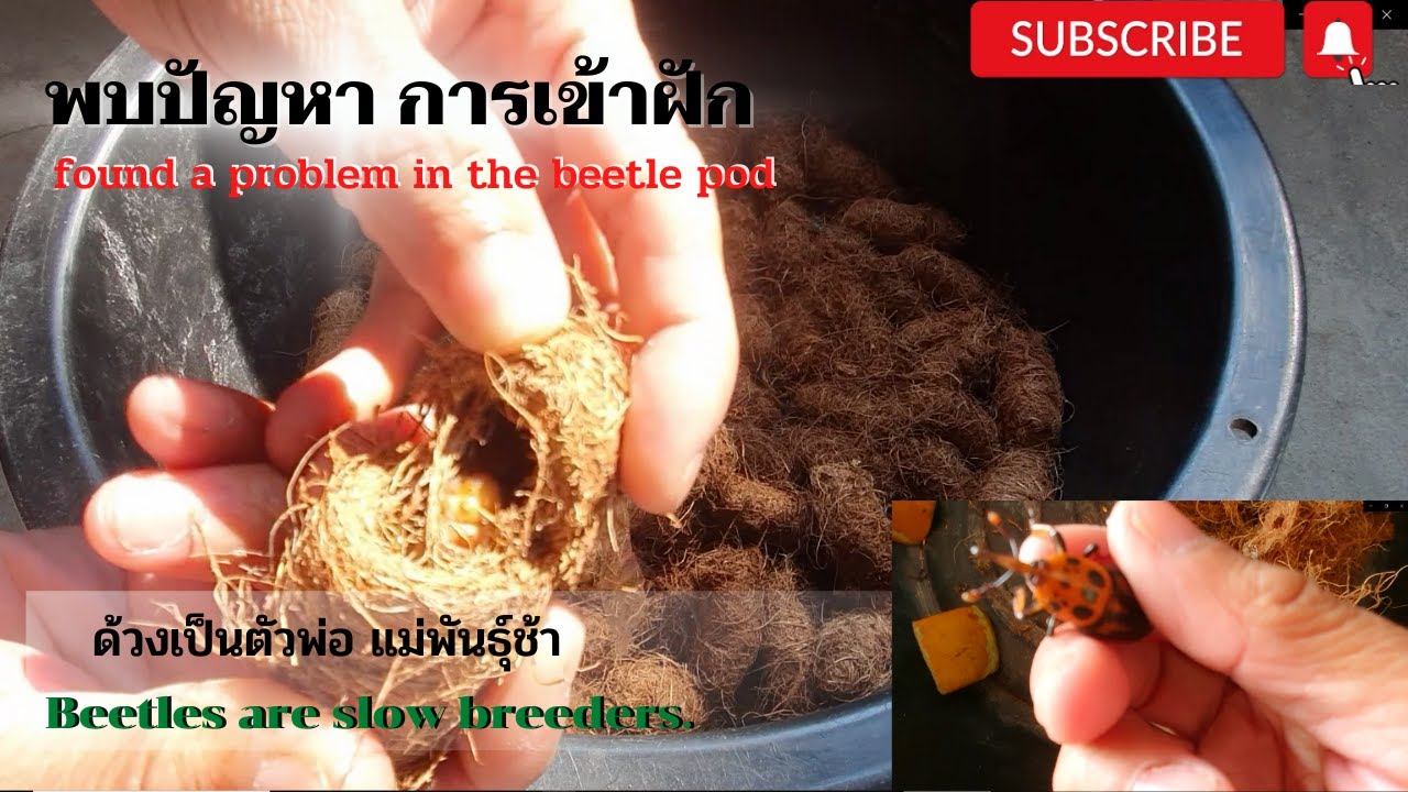 เจอปัญหาใหม่ ในการเข้าฝักด้วง ไม่รู้จะรอดกี่ตัว смотреть онлайн