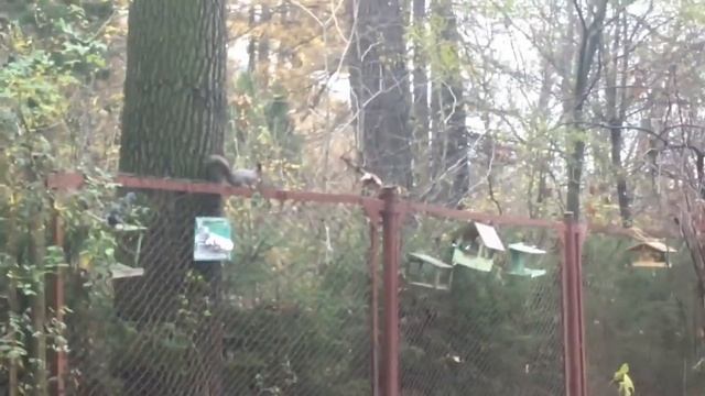 Прогулка в Лесотехническом парке с ребенком. Мы видели живую белку смотреть онлайн