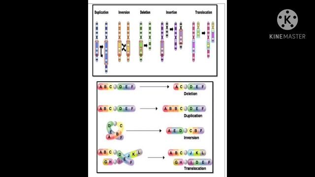 Scientific Officer-Biology-Forensic Lab-Crash Course-Chromosomal mutation смотреть онлайн