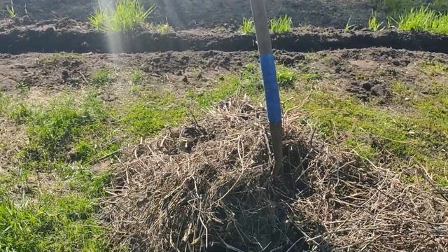 К Первому мая - Первые плоды! // Выросла редиска: крупная, нежная, вкусная! // Тружусь в поте лица. смотреть онлайн