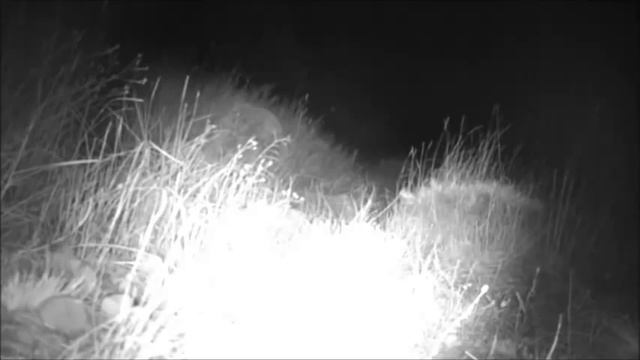 Eurasian Lynx - Armenia смотреть онлайн