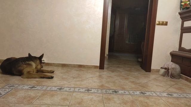 Френки и Лексик смотреть онлайн