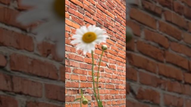 Стих #стихи #видео #природа #лето #ромашка смотреть онлайн