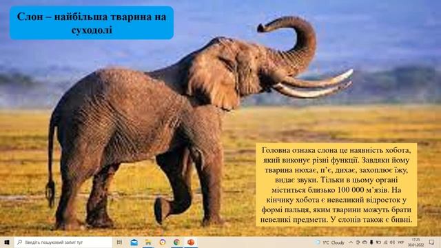 Урок 61. У чому неповторність різноманітного світу тварин? Я досліджую світ 3 клас смотреть онлайн