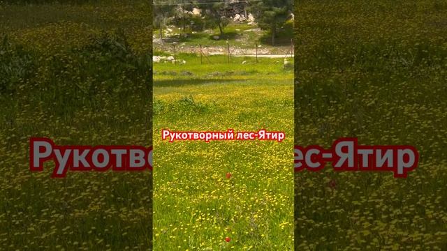 Цветы растут в лесу в пустыне Негев, Израиль#israel #foryou #newvideo #цветы #израиль #travel #весн смотреть онлайн