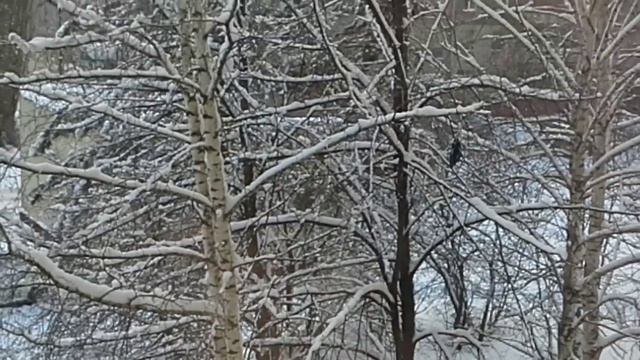 Белки в городе... смотреть онлайн