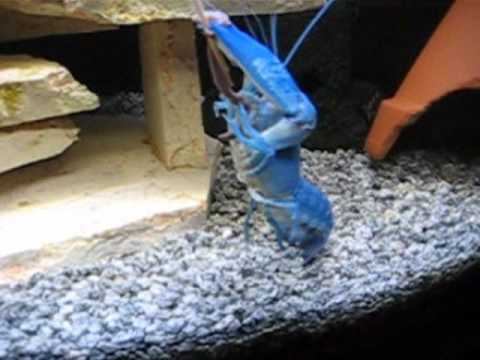 Cherax destructor Yabby AMAZING which attacks and eats an Earthworm смотреть онлайн