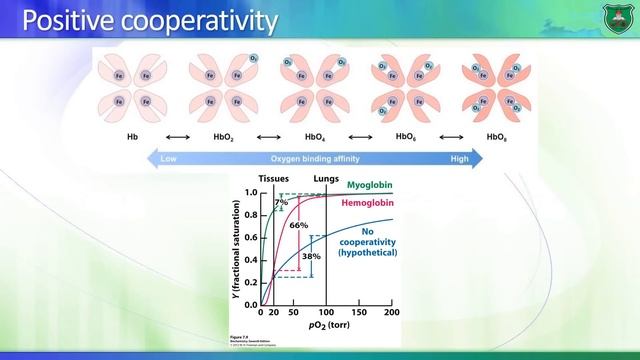 Lec01 Introduction into hemoglobin and more 2020 смотреть онлайн