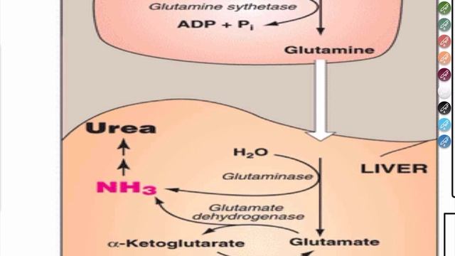 Metabolism [S5 - Lecture 2 ] "protein,amino acid and nitrogen metabolism" смотреть онлайн