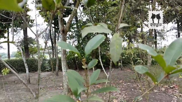 Bangladesh Agricultural University Botanic Garden Part 2 смотреть онлайн