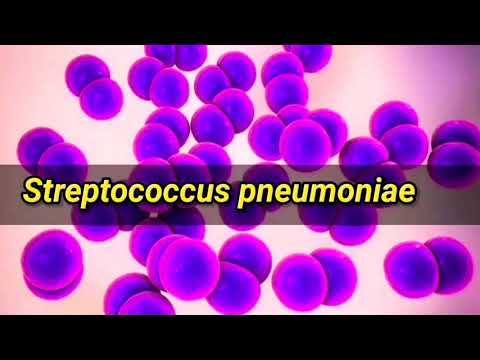 Streptococcus pneumoniae: Causes, Symptoms, identification, Treatment, and Prevention (English) смотреть онлайн